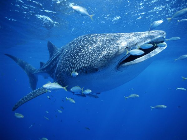 Whale Shark from the front